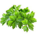 coriandre