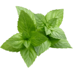 menthe
