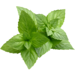 Menthe Poivrée