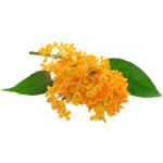 osmanthus
