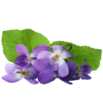 Feuilles de Violette